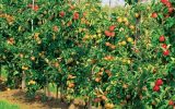 سطح زیر کشت حوضه دریاچه ارومیه 600 هزار هکتار است/ خشک شدن باغ‌های بادام بناب و شبستر!