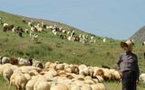 امروز و فردا 25 هزار دام عشایر در میادین دام تهران عرضه می شود
