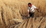 افزایش ۱۰۰درصدی خرید تضمینی گندم در آذربایجان شرقی