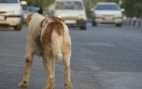 پناهگاه حیوانات در تبریز آبان‌ سال‌جاری به بهره برداری می‌رسد/ عقیم سازی سگ‌های بلاصاحب تبریز پس از زنده گیری