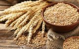 کشت قراردادی گندم گسترش می‌یابد