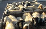 توقیف محموله احشام قاچاق در مراغه