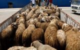 کشف ۱۴۰ راس دام قاچاق در مرند