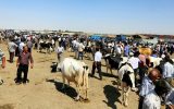 بزرگ‌ترین میدان دوّاب منطقه در بناب بی صاحب است