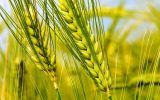 ایجاد ۲۰ پایگاه‌های نوآوری محصولات زراعی دیم در کشور