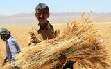 مطالبات گندمکاران در یک هفته آینده پرداخت می‌شود