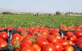 کاهش ۵۰ درصدی سطح کشت گوجه فرنگی در فضای آزاد در آذربایجان‌شرقی