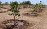 جزئیات اجرای طرح بزرگ کاشت یک میلیارد درخت در آذربایجان شرقی