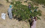 برداشت مرغوب ترین سماق ایران در شهرستان هوراند
