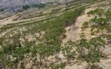 برداشت مرغوب ترین سماق ایران در آذربایجان شرقی