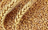 خودکفایی کشور در تأمین آرد خبازی، هدف‌گذاری برای تأمین ۱۴ میلیون تن گندم