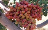 صادرات پسته ایلخچی به نام کرمان!