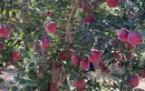 «میانه»، در میانه بزرگ‌ترین تحول تجاری سیب، برنج و خاویار