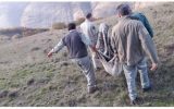 سرنوشت خرس مهاجم به باغات اطراف هوراند