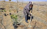 صدور حکم متهمان قطع اشجار جنگلی به غرس ۴۰۰ اصله درخت در شهرستان کلیبر