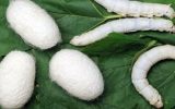 میزان تولید پیله تر کرم ابریشم در آذربایجان‌شرقی به مرز ۷ تن رسید