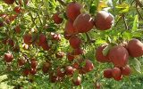 تعطیلی جشنواره‌ها در قطب تولید میوه آذربایجان‌‍شرقی