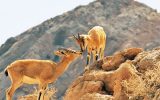 حیات وحش آذربایجان‌شرقی در معرض تهدید است