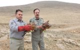 رهاسازی ۶ عقاب شکاری در طبیعت مراغه