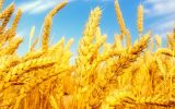 افزایش ۲۰ درصدی سطح جهش تولید در دیمزارهای کشور