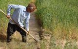 طرح حمایتی بخشودگی عام ۶ درصد وجه التزام بدهی کشاورزان آذربایجان شرقی