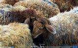 بازار فروش دام عید قربان در تبریز
