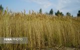 خرید تضمینی گندم در آذربایجان شرقی آغاز شد