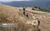 تولید ۶۸۰ هزار تن گندم توسط ۹۴ هزار بهره‌بردار کشاورزی آذربایجان شرقی