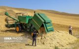 رکورد تولید محصول گندم در هوراند شکسته شد
