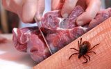 شناسایی بیمار مبتلا به تب کریمه‌ کنگو در اهر 