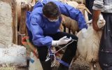 پیشرفت ۹۲ درصدی عملیات واکسیناسیون دام‌های آذربایجان شرقی