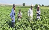 جلوگیری از انتقال آفات با ضدعفونی کردن کمباین‌های مهاجر در ورزقان