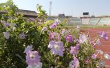 دستور وزیر ورزش برای رفع مشکلات ورزشگاه یادگار امام تبریز