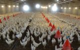 آذربایجان شرقی، سومین استان تولیدکننده تخم‌مرغ