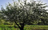 ممنوعیت توسعه باغات در حوضه دریاچه ارومیه