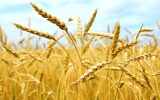 خرید گندم در آذربایجان شرقی از مرز ۱۵۲ هزار تن گذشت