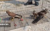 رهاسازی پنج بهله پرنده شکاری در طبیعت مراغه