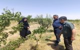 ضرورت احیای صنعت نوغانداری در اسکو