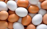 خرید و ذخیره تخم‌مرغ برای حمایت از مرغداران آذربایجان شرقی