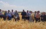 پیش بینی تولید ۳۰ هزار تن گندم در مراغه پیش بینی تولید ۳۰ هزار تن گندم در مراغه
