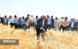شکرگزاری برداشت گندم در شهر خداجوی مراغه