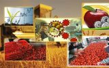 لزوم توسعه صنایع تبدیلی در مراغه