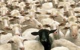 تعطیلی بازار‌های هفتگی دام در سراب