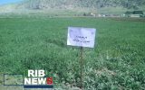 پایداری تولید در ۴۱۰ هزار هکتار از اراضی کشاورزی آذربایجان شرقی