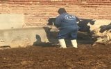 ارائه خدمات رایگان دامپزشکی در روستای علی‌آباد ایلخچی
