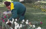 کاشت ۹ میلیون نشای گل در فضا‌های سبز تبریز