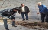 استمرار اجرای پویش هر خانه یک درخت در تبریز