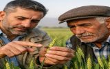 آغاز ورود سنهای زمستان گذران به مزارع غلات آذربایجان شرقی آغاز ورود سنهای زمستان گذران به مزارع غلات آذربایجان شرقی