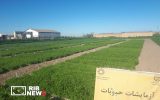 ایجاد پنج پایگاه مزارع الگویی دیم در آذربایجان شرقی