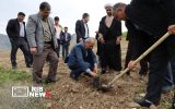 شتاب‌گیری تولید سماق در آذربایجان‌ شرقی